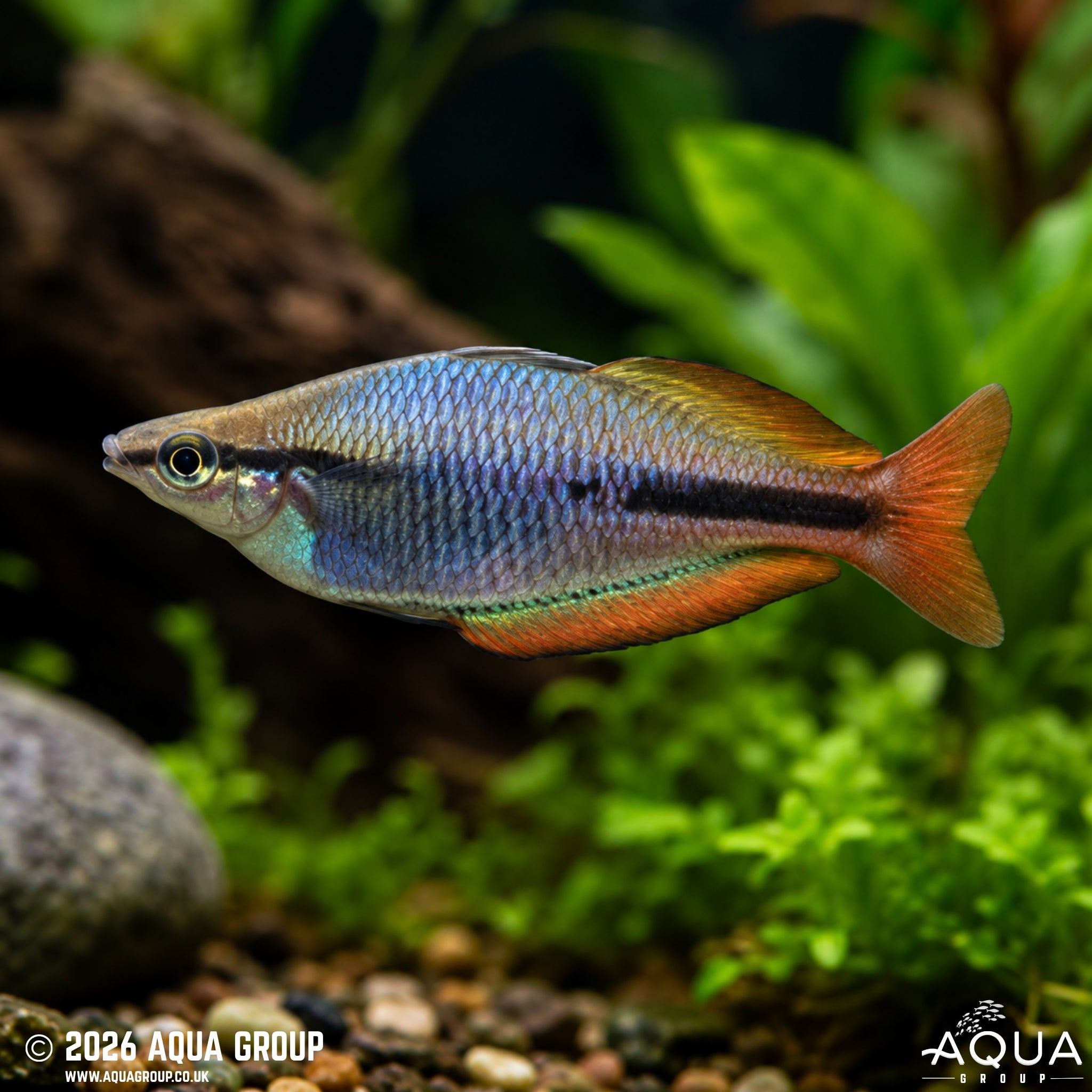 Goldie River Rainbow - Melanotaenia cf. goldiei (Dekai)