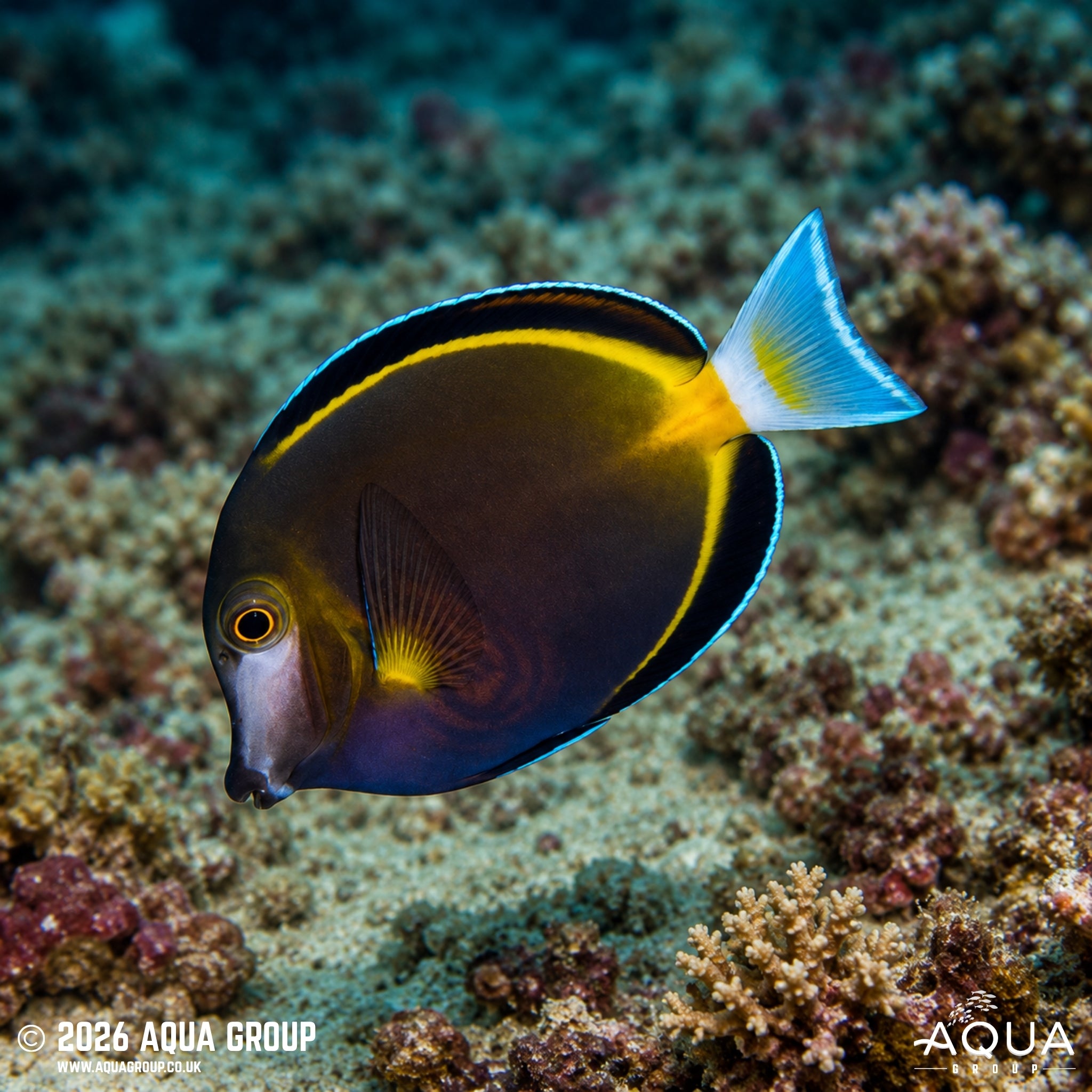 Goldrim Tang - Acanthurus Japonicus