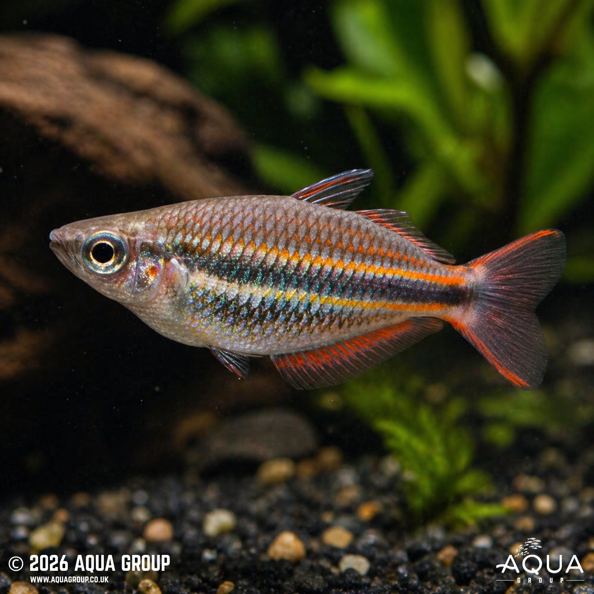 Goyder River Rainbowfish - Melanotaenia trifasciata "Goyder River"
