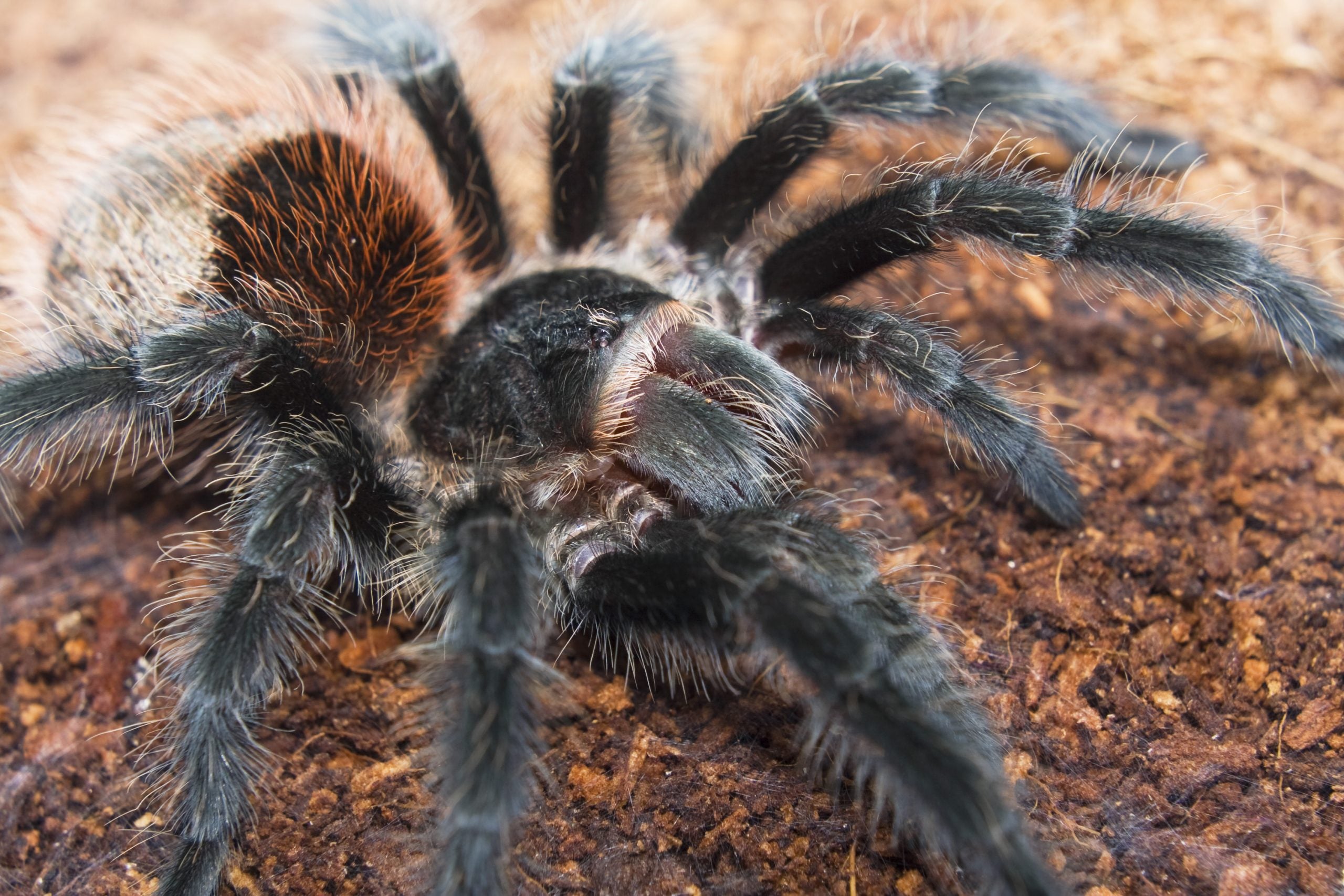 Grammostola Actaeon (Brazilian Wooly Black) 4cm Sling