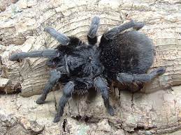 Grammostola Pulchra (Brazilian Black) 2cm Sling