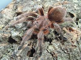 Grammostola Rosea (Chile Rose) 1cm Sling