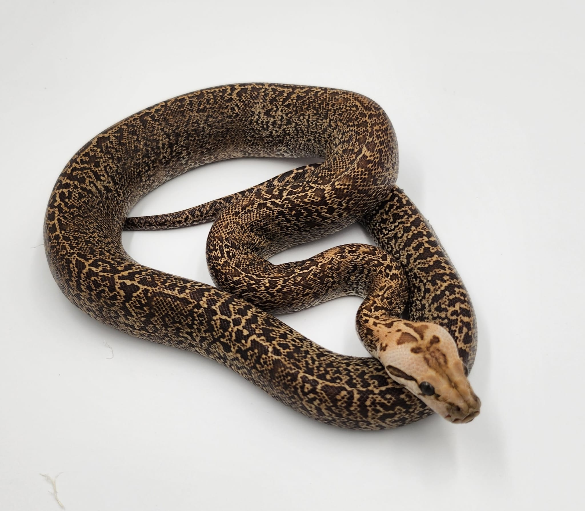 Granite het Albino F4 50% Dwarf Burmese Python