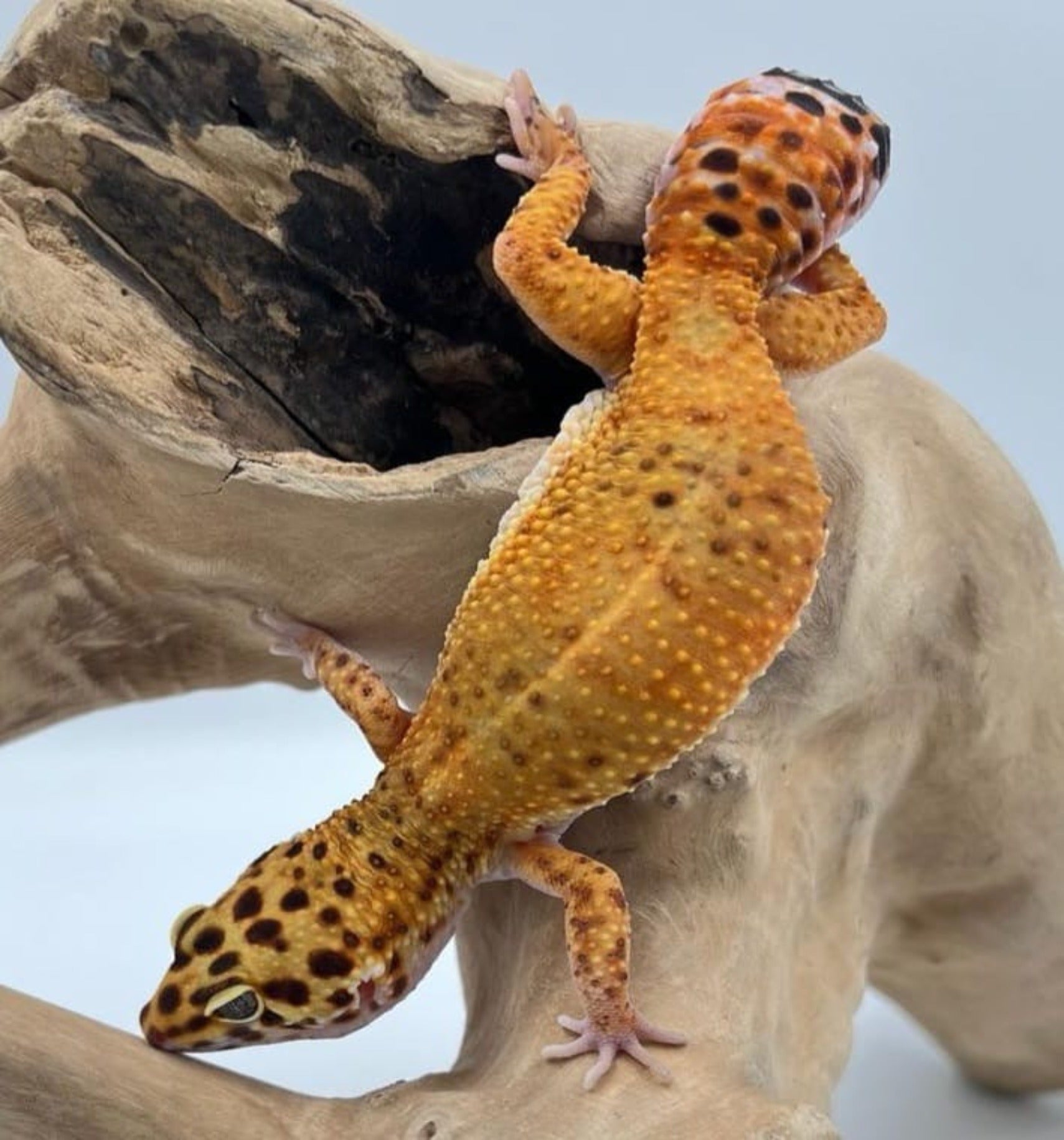 Green & Tangerine het Tremper Albino Leopard Gecko