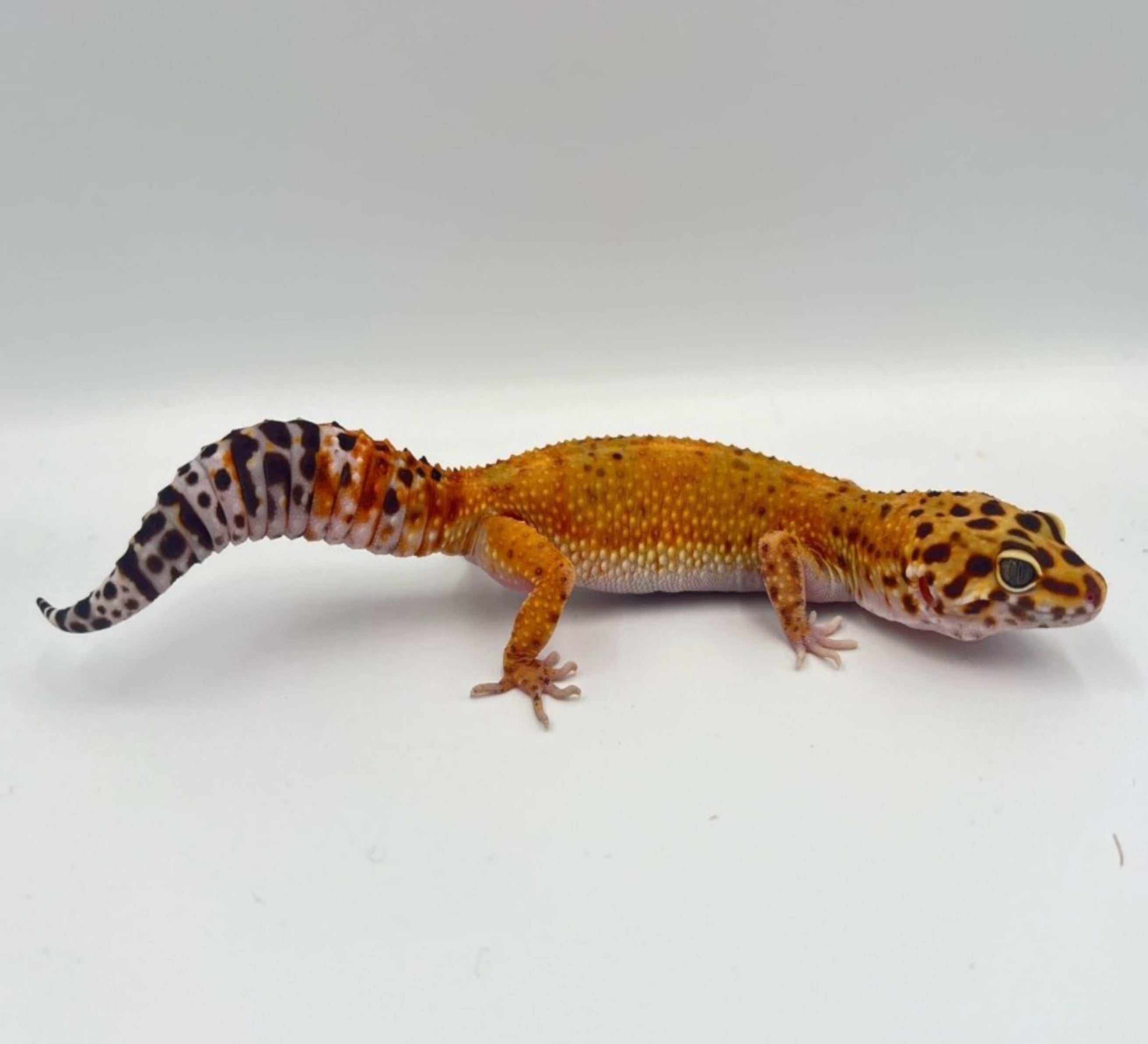 Green & Tangerine het Tremper Albino Leopard Gecko