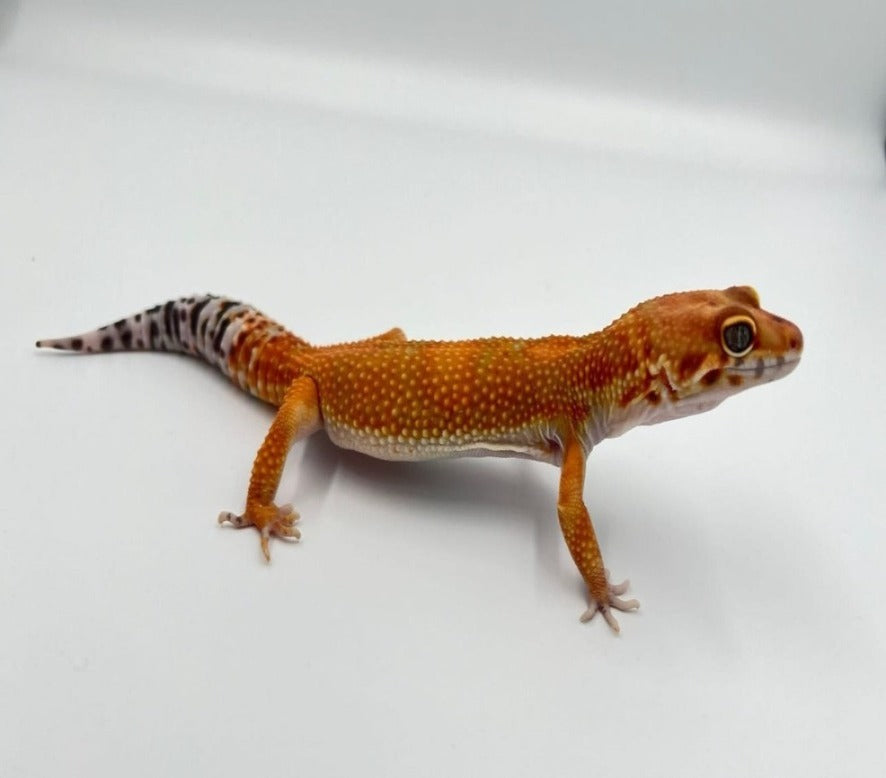 Green & Tangerine het Tremper Albino & Eclipse Male Leopard Gecko