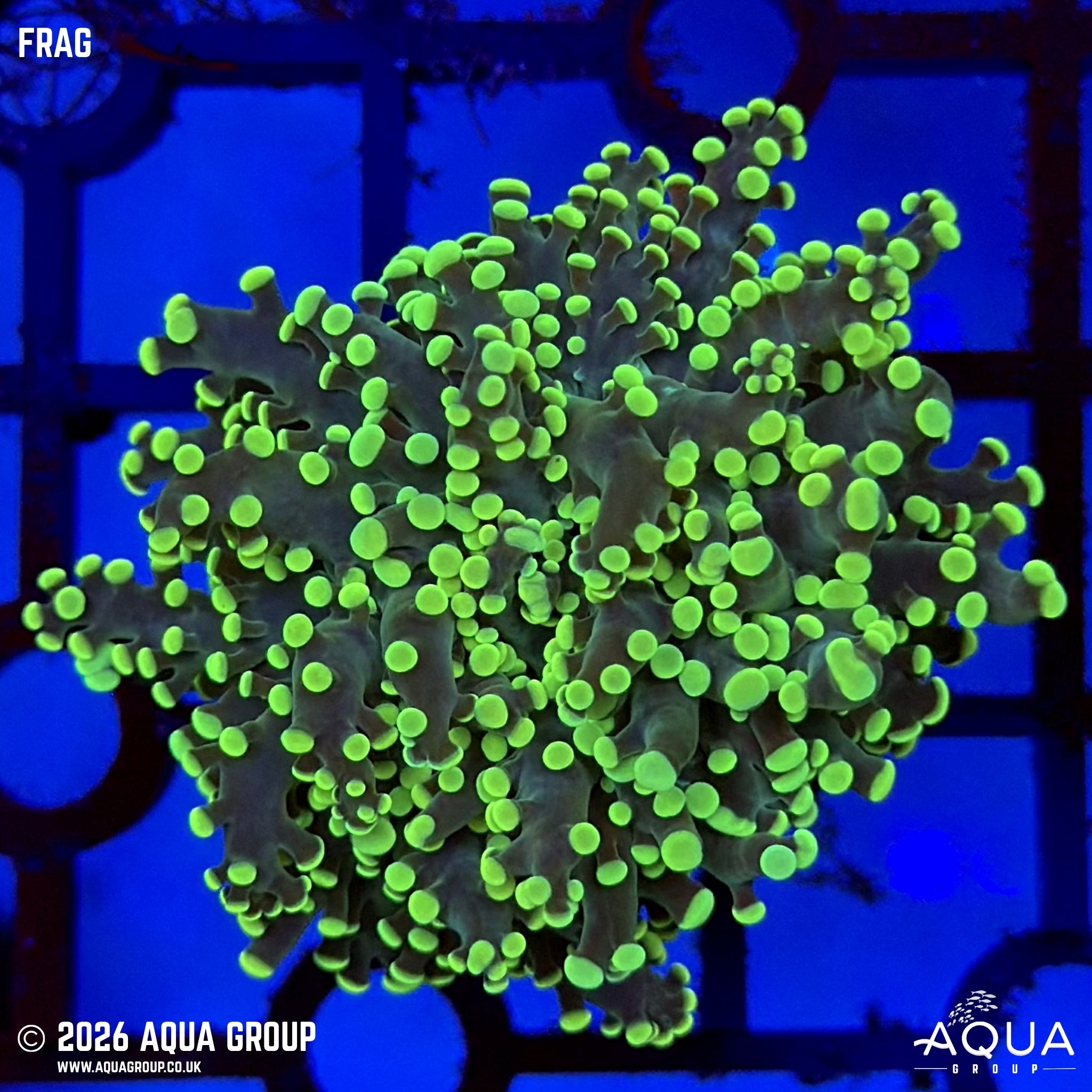Green Branching Frogspawn - Euphyllia divisa - Aqua Group