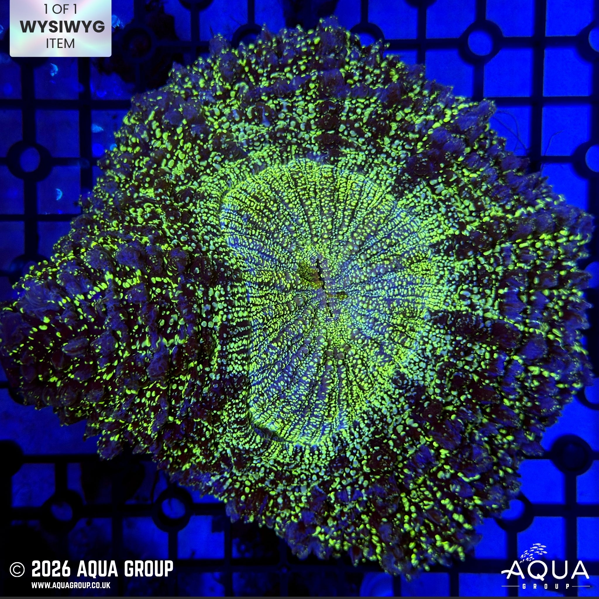 Green Galaxy Acanthophyllia #2 - WYSIWYG