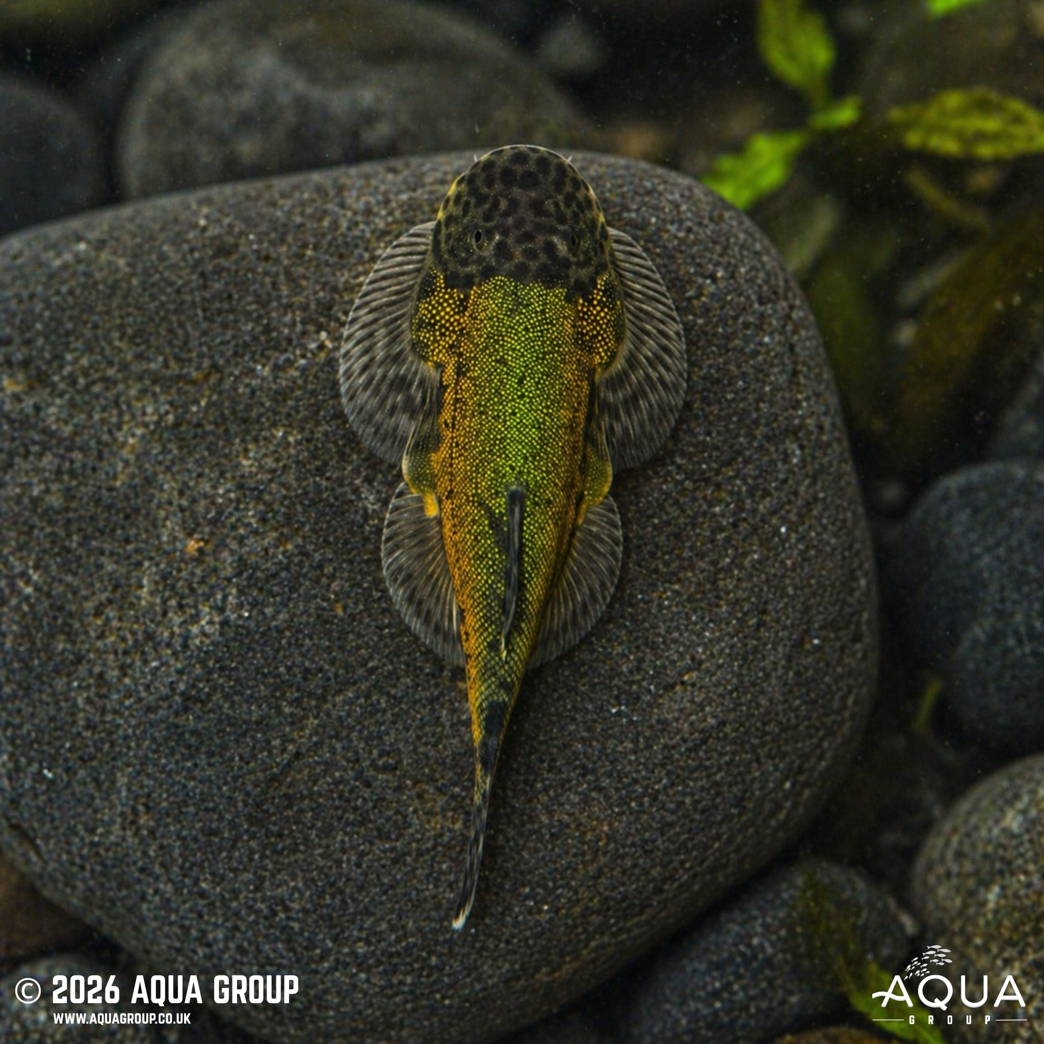 Green Laser Loach - Gastromyzon lepidogaster