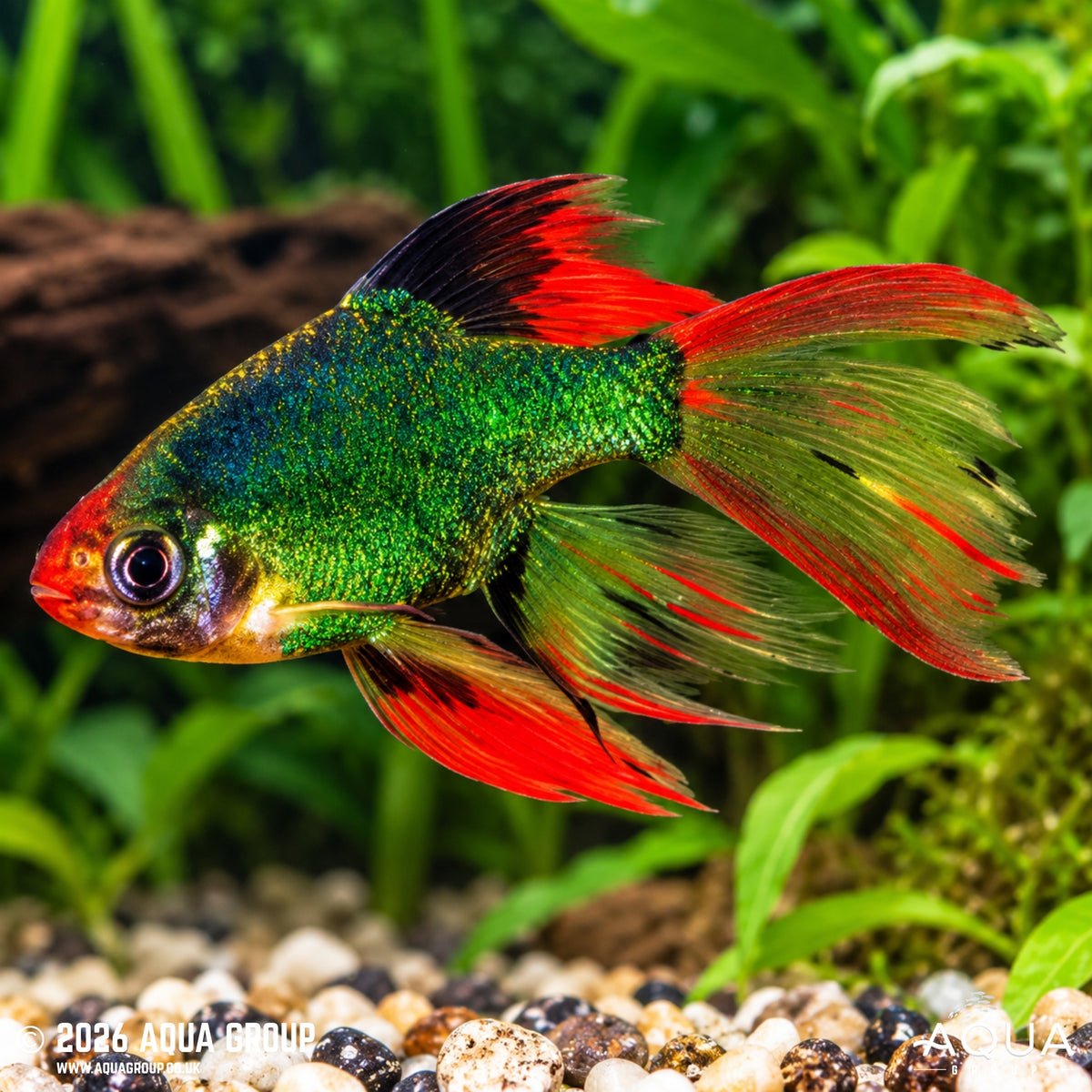 Green Long Fin Tiger Barb - Puntius tetrazona var