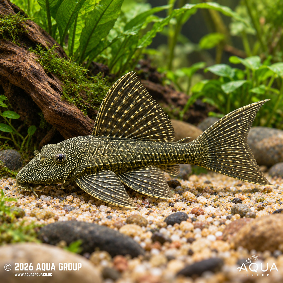 Green Longfin Bristlenose - Ancistrus cf cirrhosus