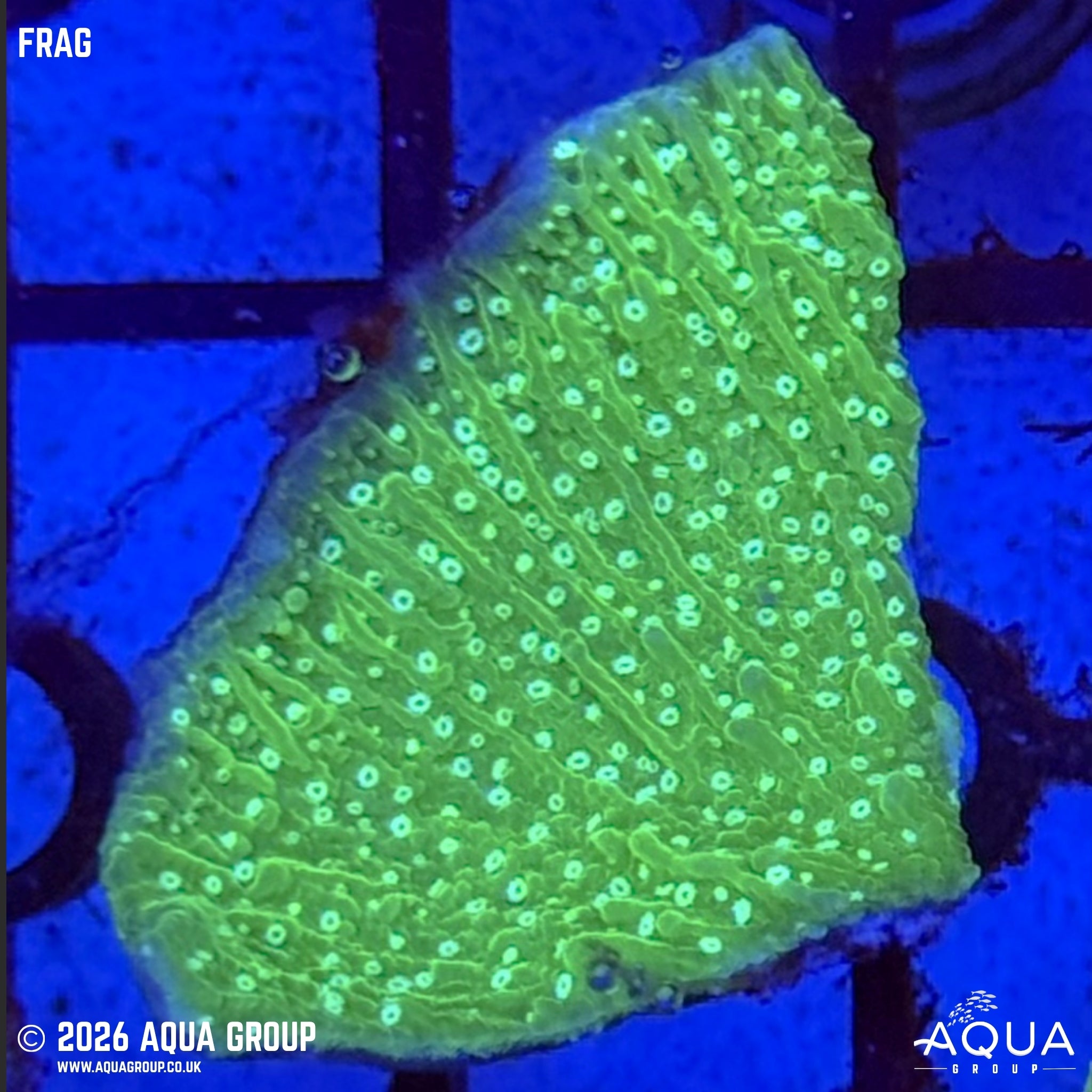 Green Plating Montipora - Montipora capricornis