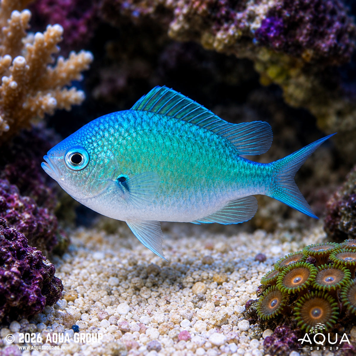Green Chromis - Chromis Viridis