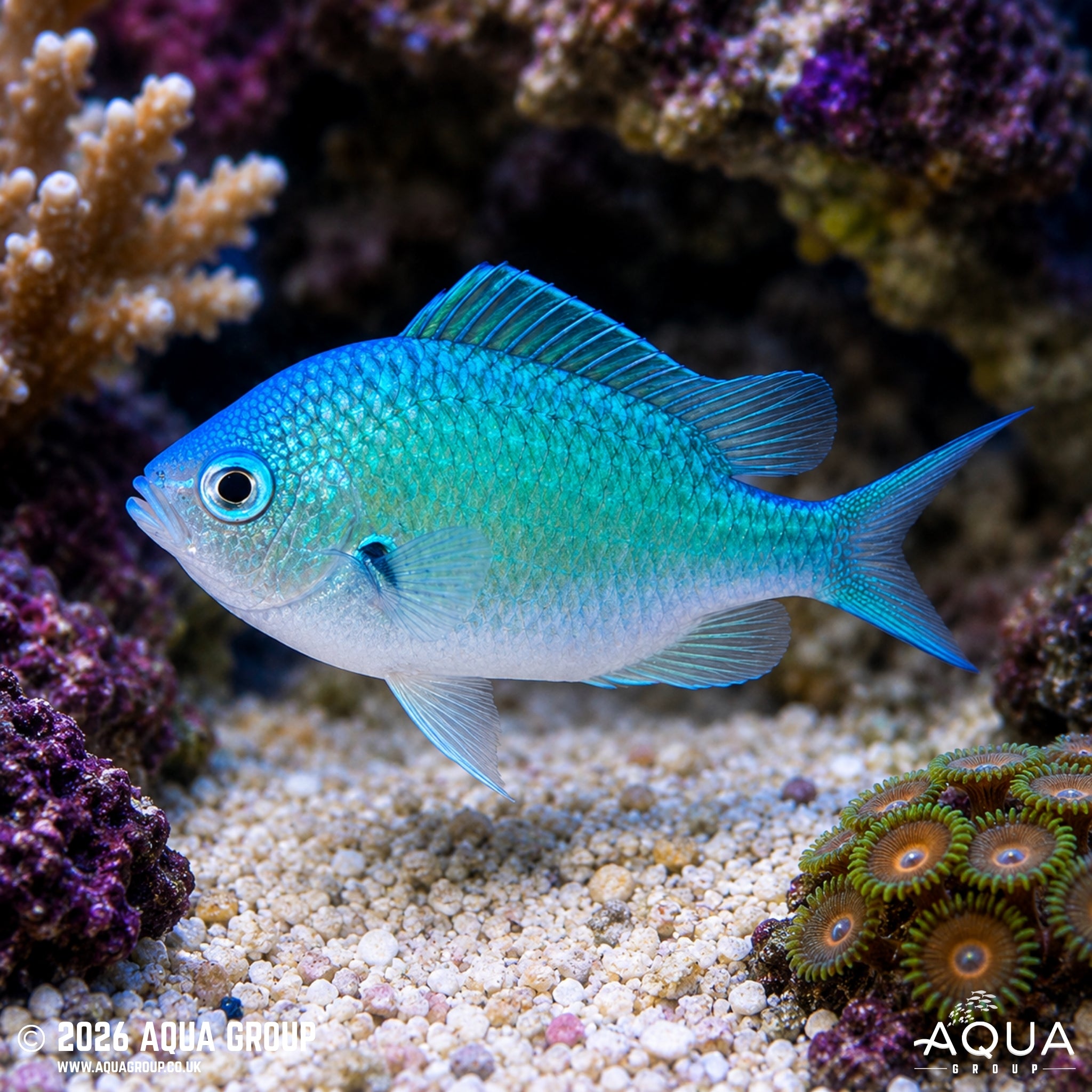 Green Chromis - Chromis Viridis - Aqua Group