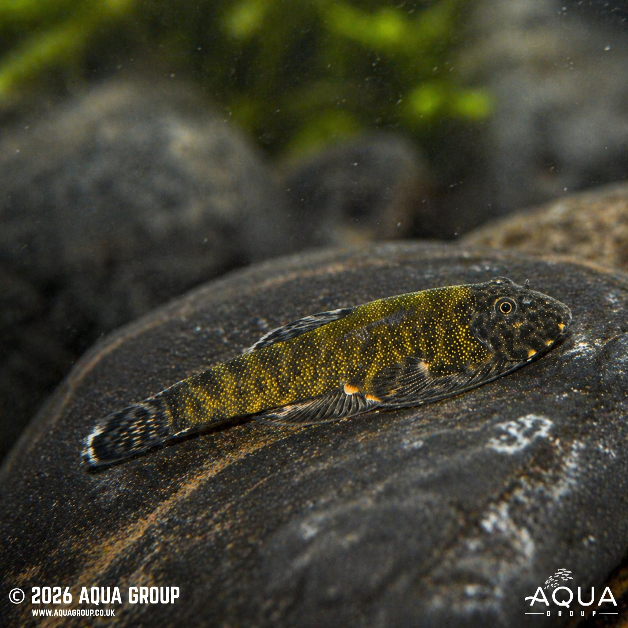 Green Laser Loach - Gastromyzon lepidogaster