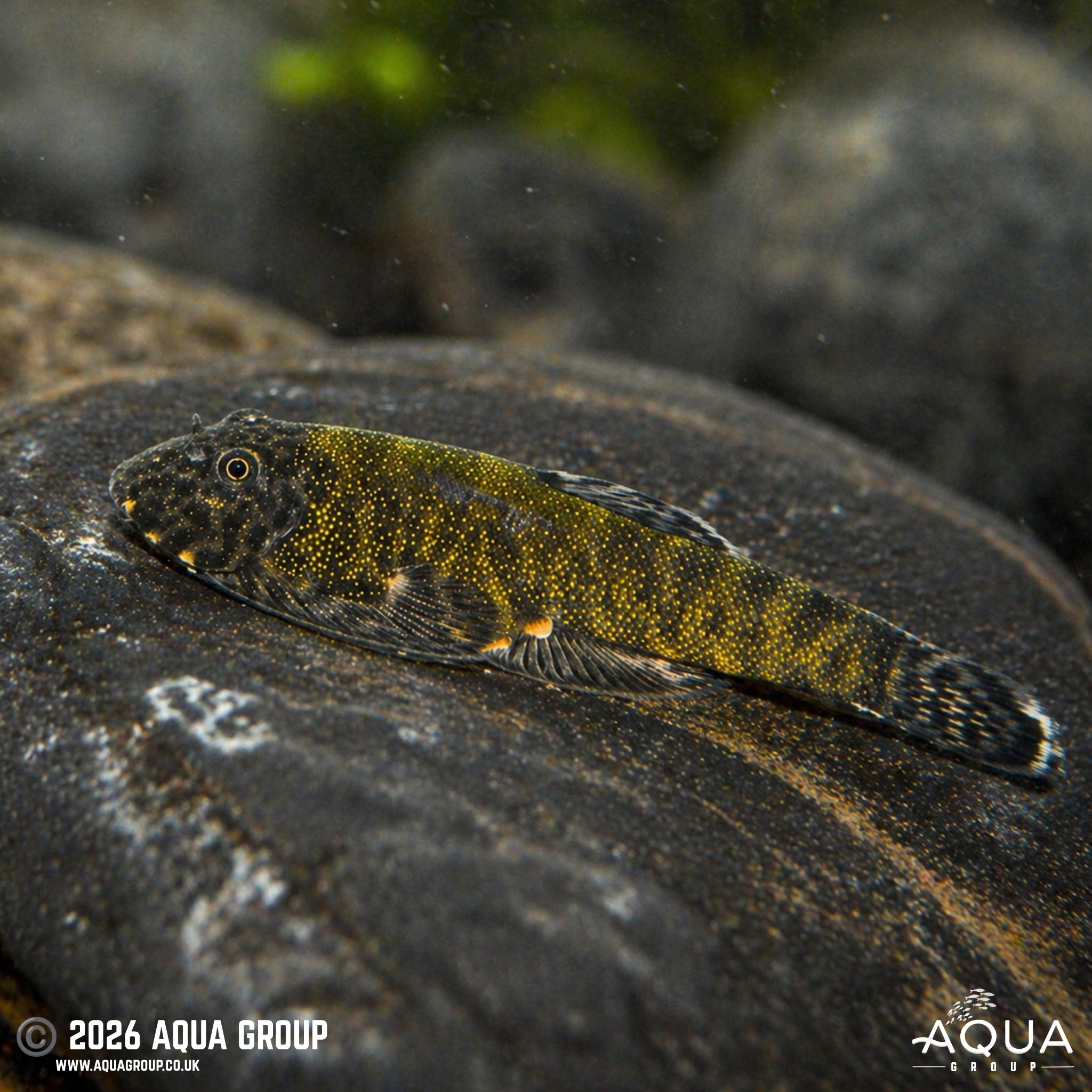Green Laser Loach - Gastromyzon lepidogaster