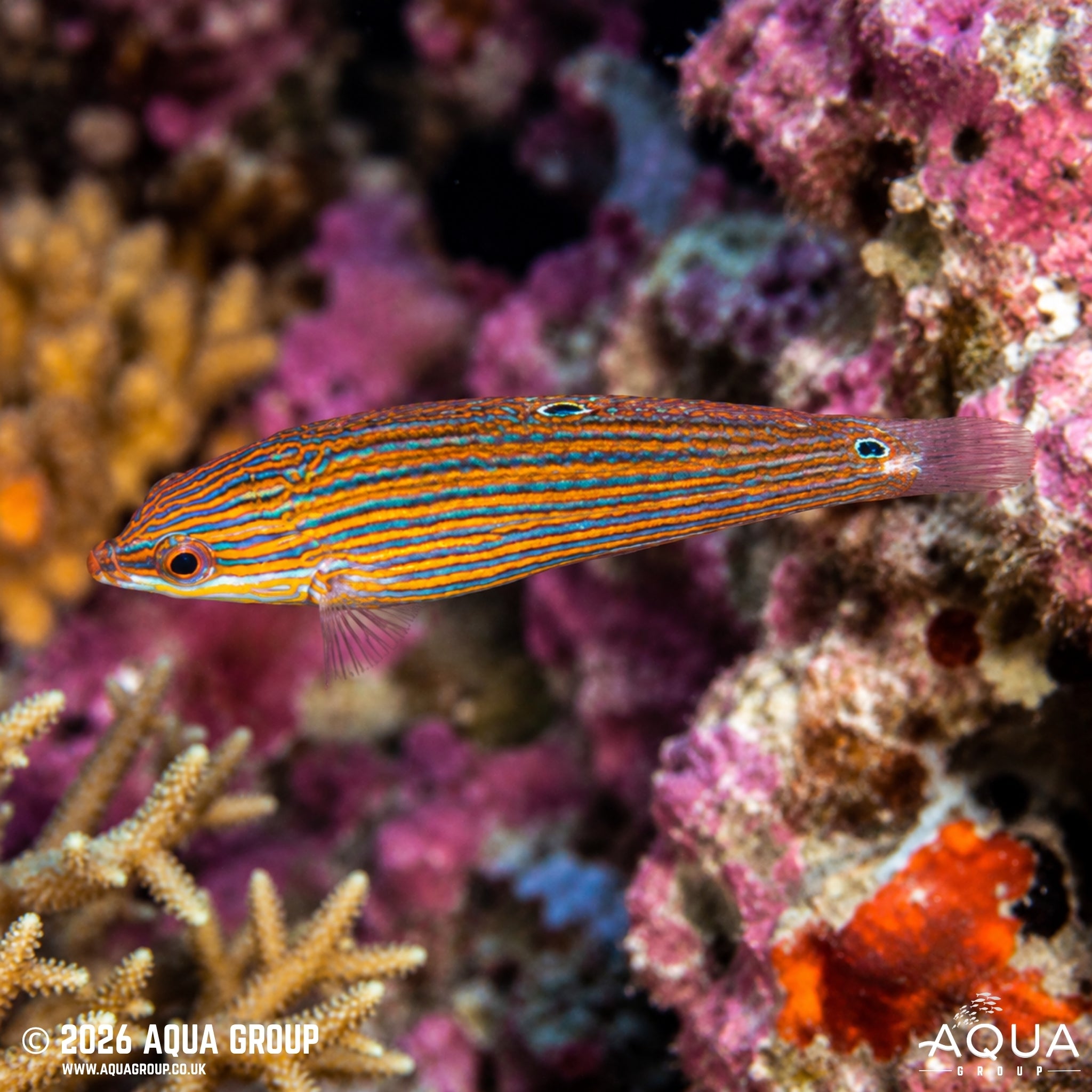 Grey Head Wrasse - Halichoeres leucurus
