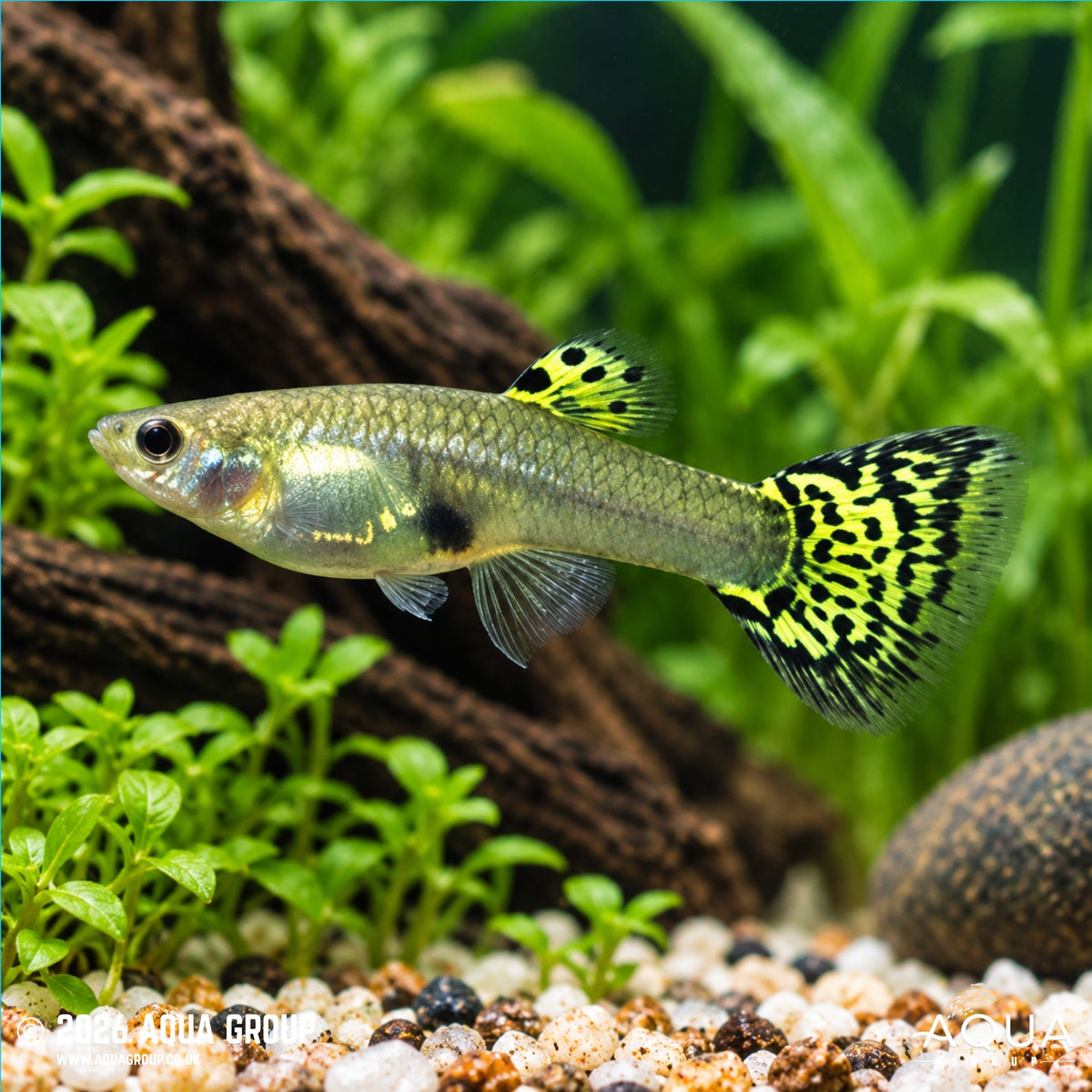 Green Cobra Guppy - Poecilia reticulata