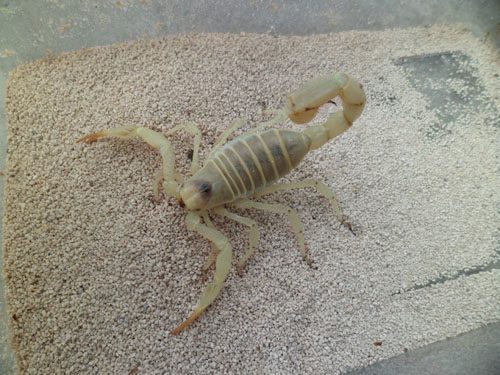 Hadrurus A.Pallidus (Blonde Desert Hairy) Sub-Adult/Adult