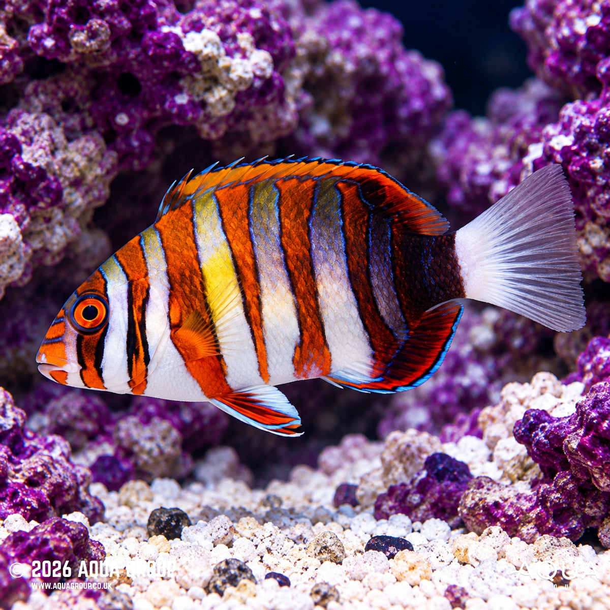 Harlequin Tusk - Choerodon fasciatus 'Philippines'