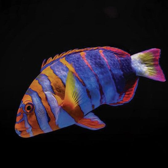 Harlequin Tusk - Australian: Adult