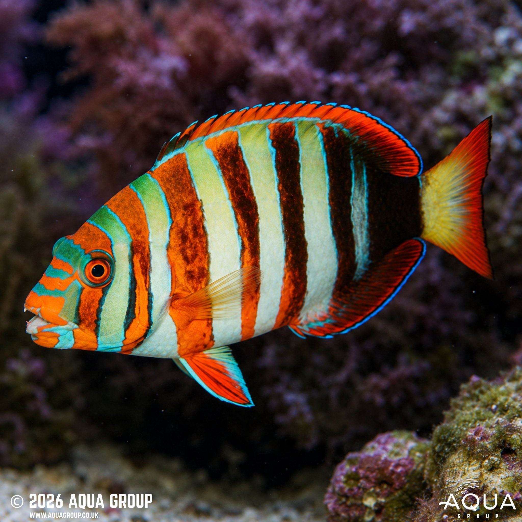 Harlequin Tusk - Choerodon Fasciatus "Australian" - Aqua Group