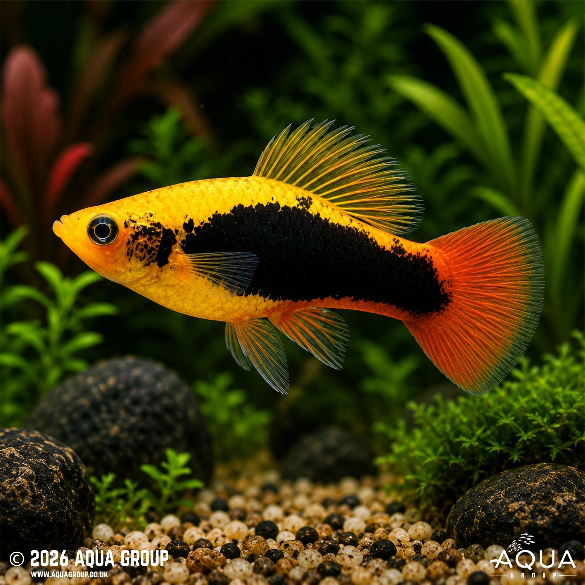 Hawaii Variatus Platy - Xiphophorus variatus