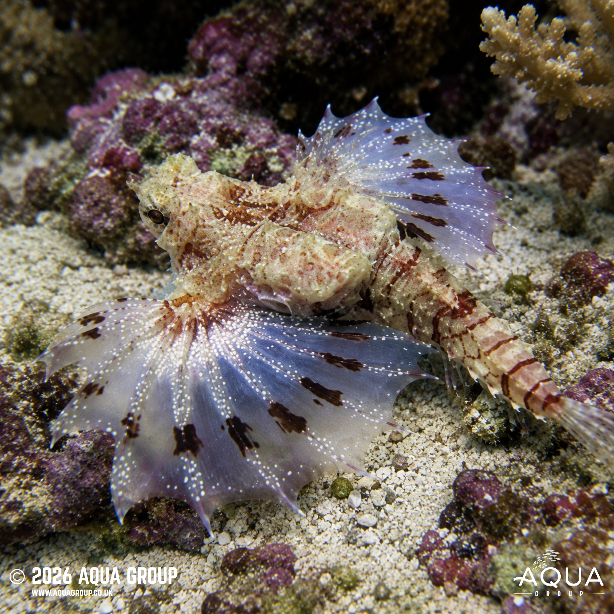 Hawaiian Seamoth - Eurypegasus papilio