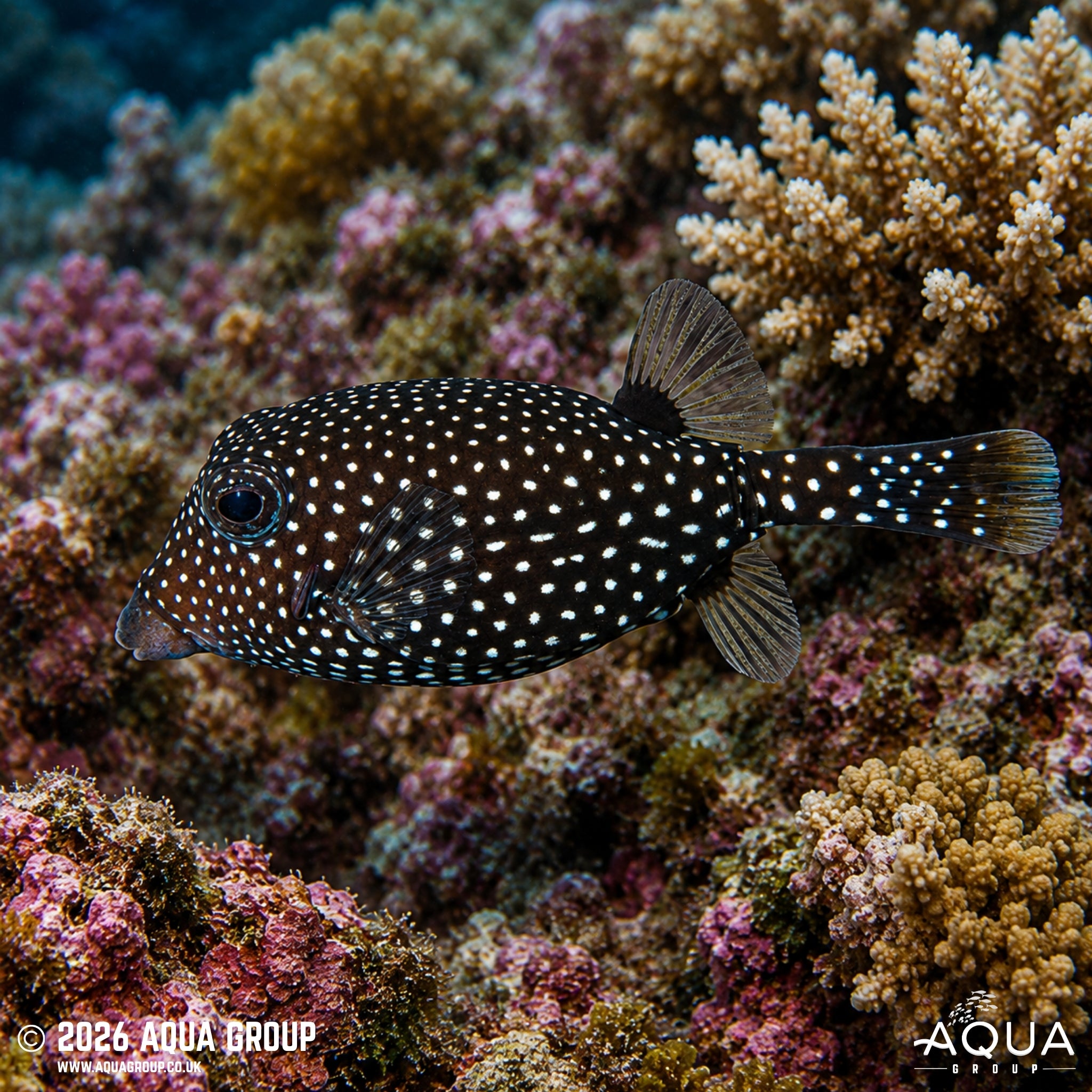 Hawaiian Box - Ostracion meleagris