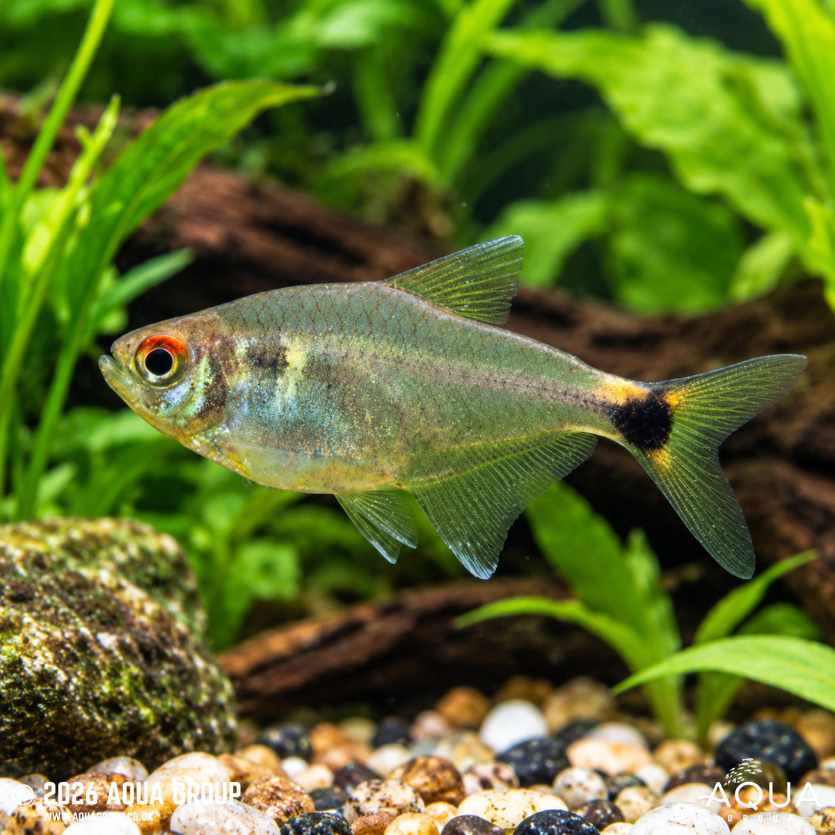 Head & Tail Light Tetra - Hemigrammus ocellifer