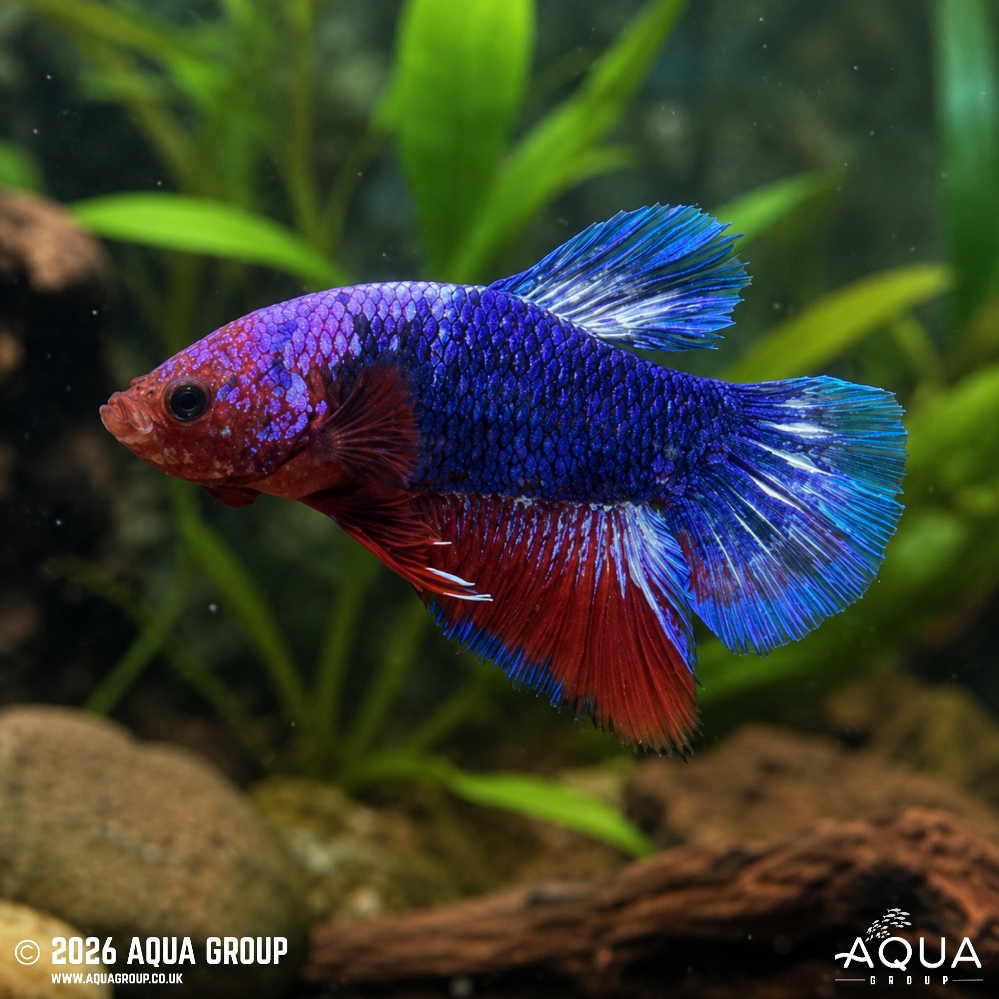 Hellboy Plakat Betta - Betta splendens #6