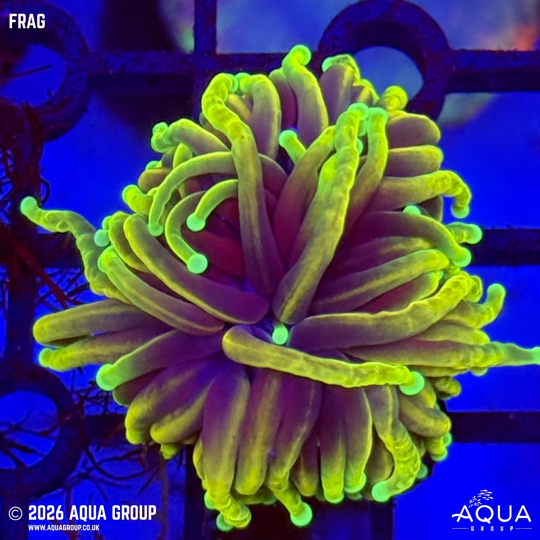 Hellfire Torch Coral - Euphyllia glabrescens