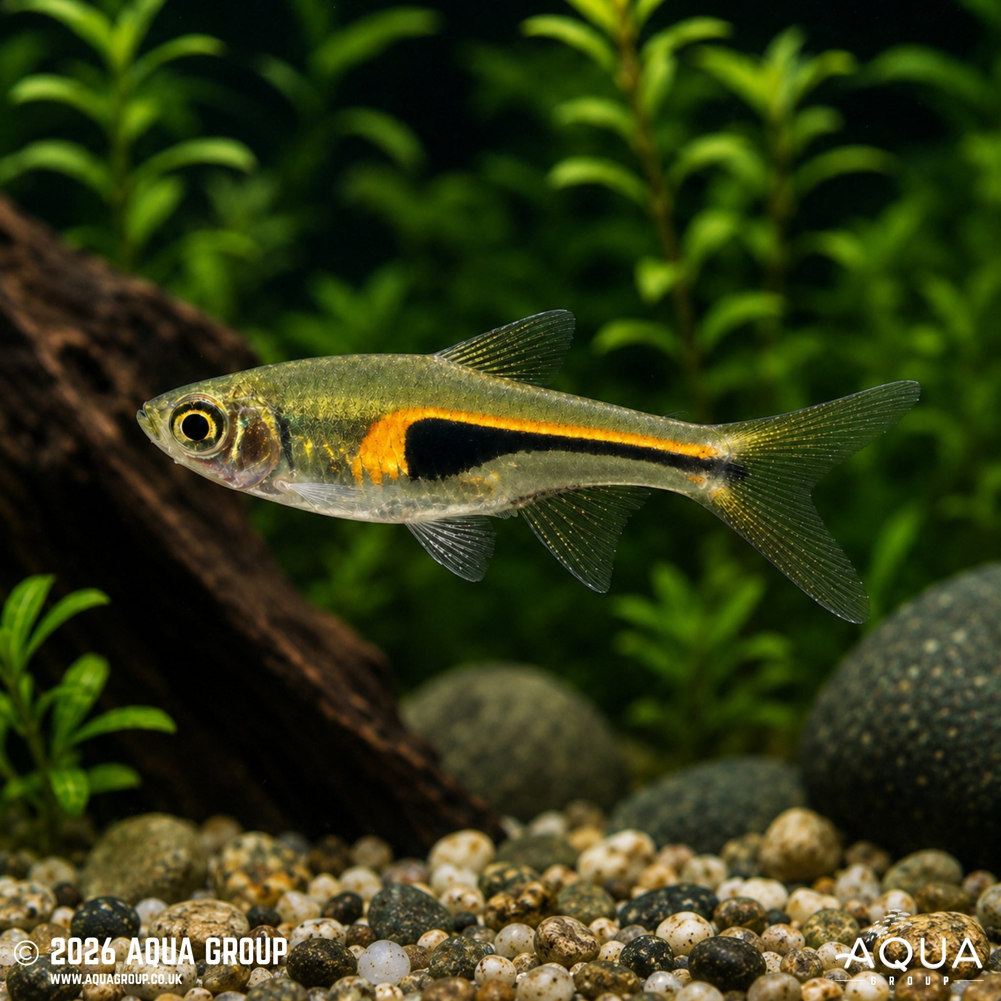 Hengel’s Rasbora - Trigonostigma hengeli