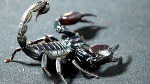 Heterometrus Spinnifer (Malay Forest Scorpion) Sub-Adult