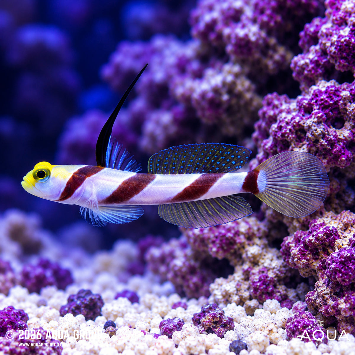Hi Fin Banded Goby - Stonogobiops nematodes