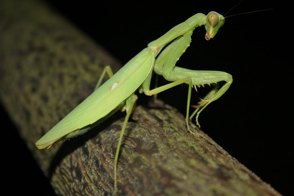 Hierodula Membracea (Giant Asian Mantis) L3+