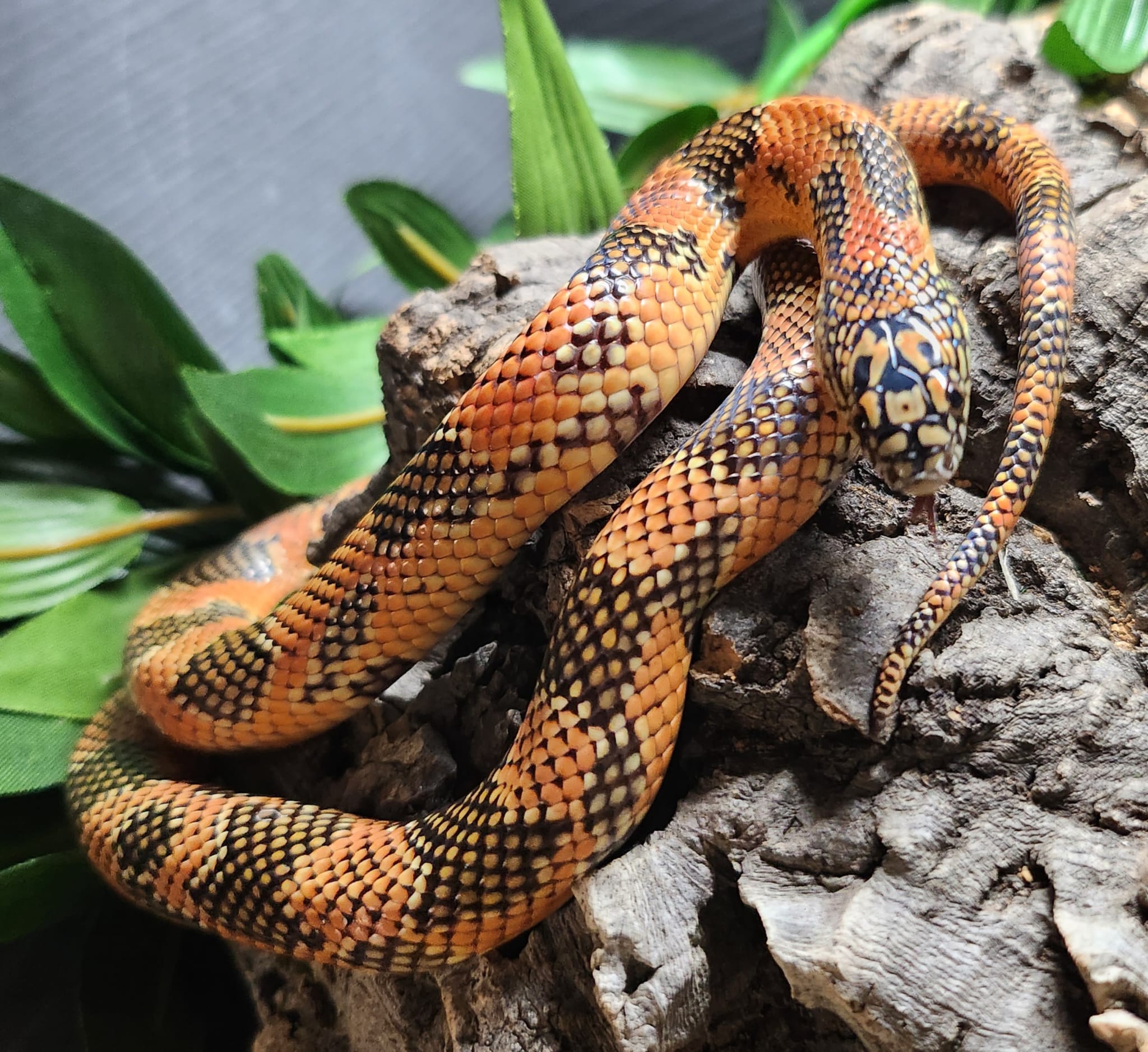 High Orange Apachicola Kingsnake 2023-Male