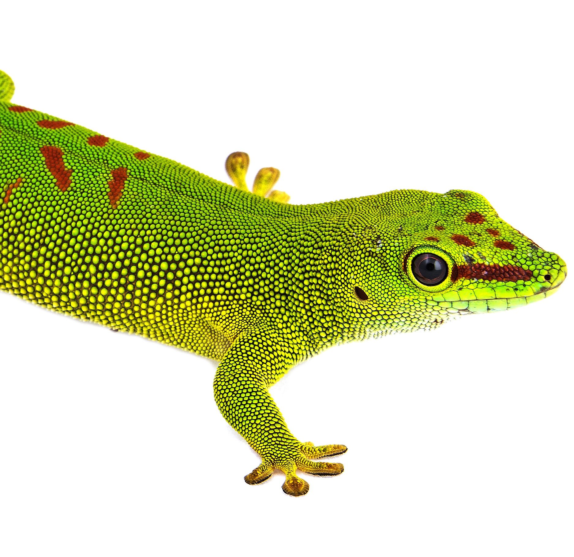 High Red Madagascan Day Gecko