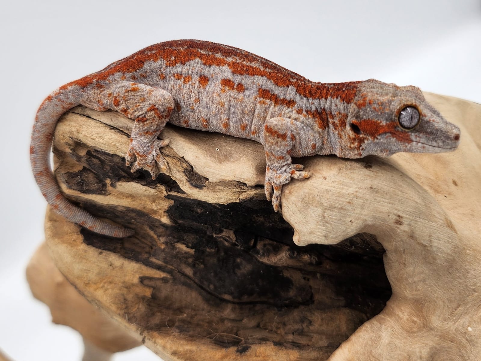 Super High Red Stripe Gargoyle Gecko