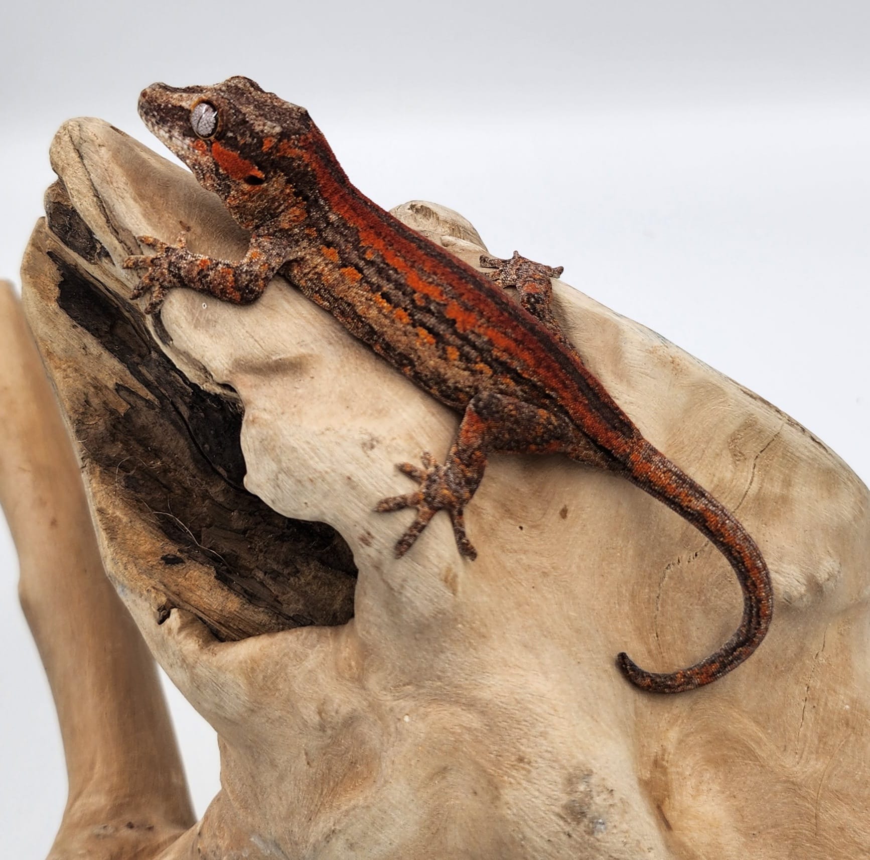 High Red Stripe Gargoyle Gecko- Male