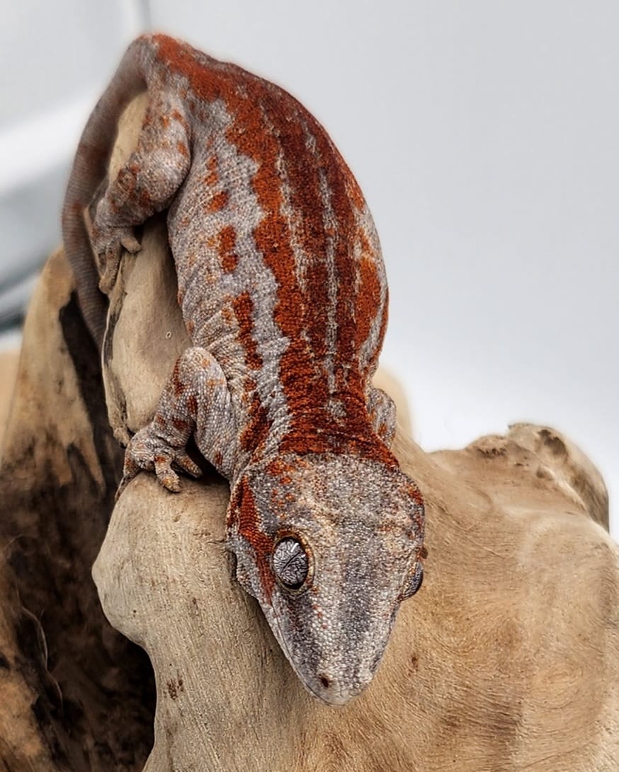 Super High Red Stripe Gargoyle Gecko