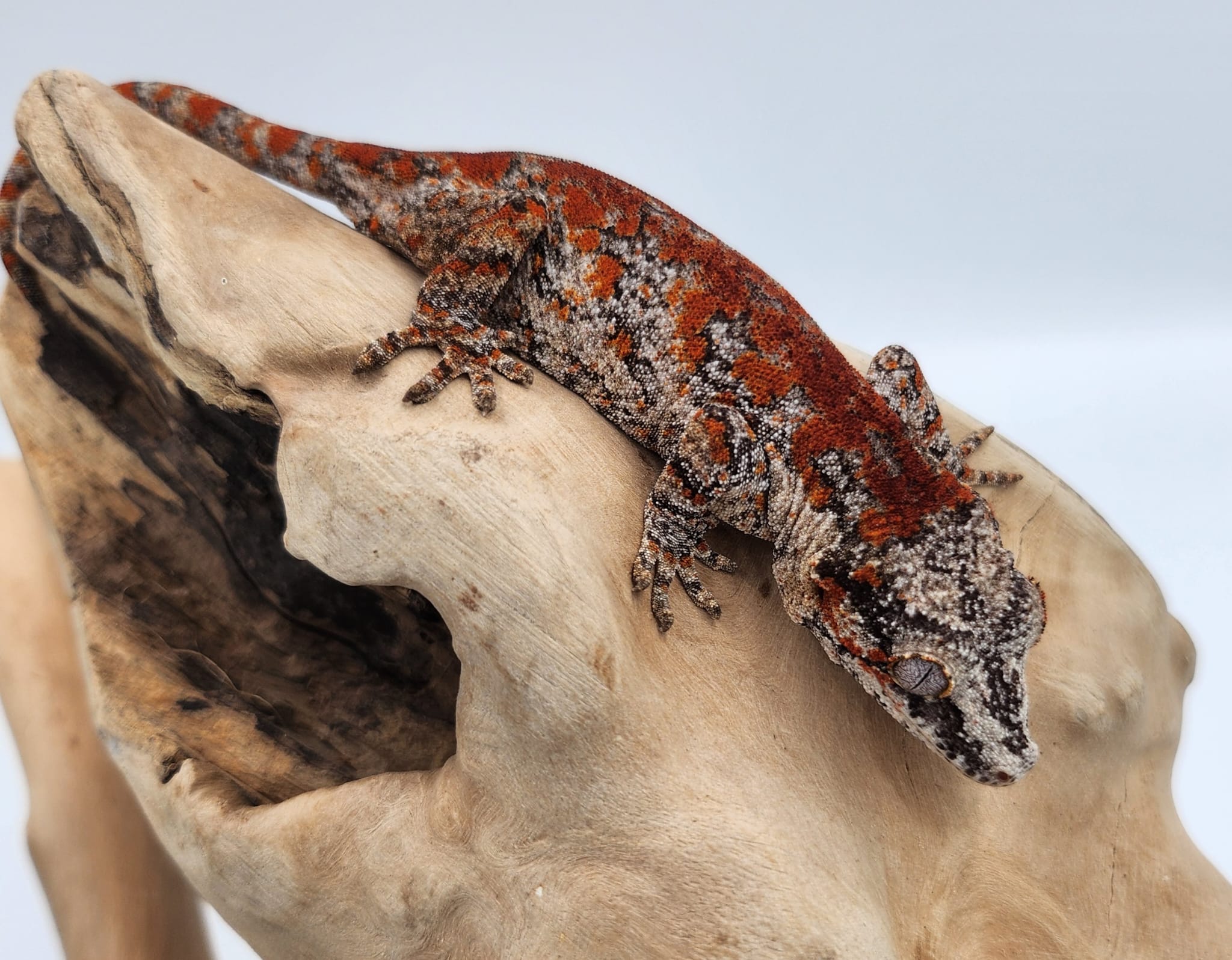 High Red Super Blotch Gargoyle Gecko-Male