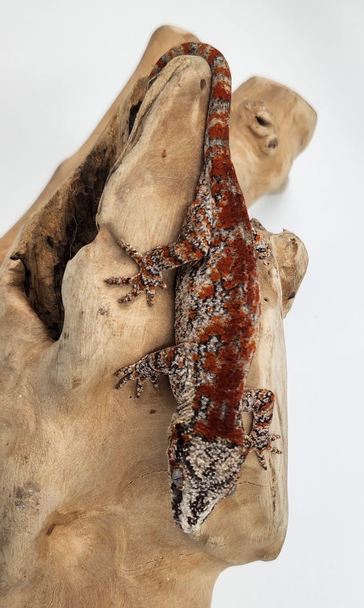 High Red Super Blotch Gargoyle Gecko-Male