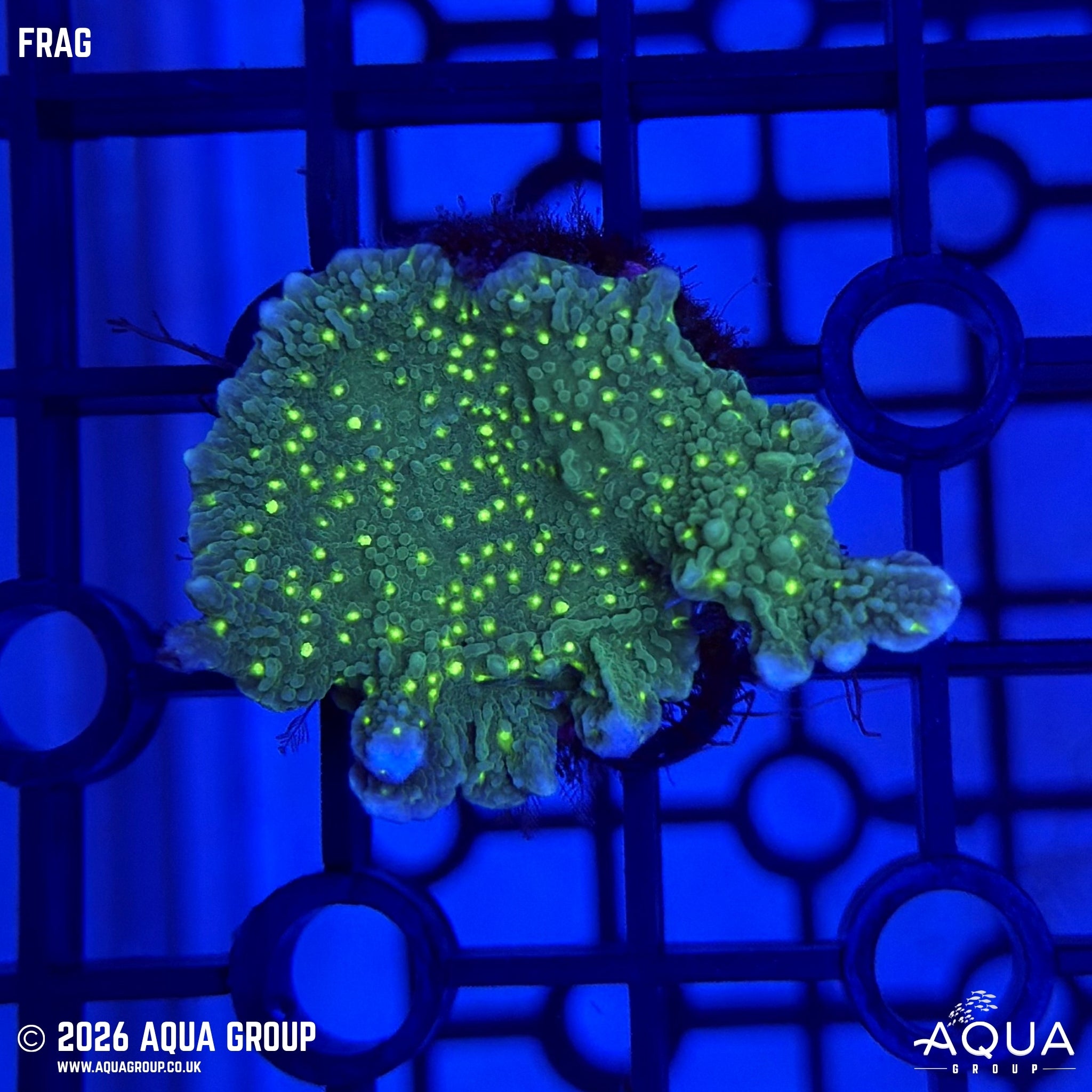 Hirsuta - Montipora hirsuta