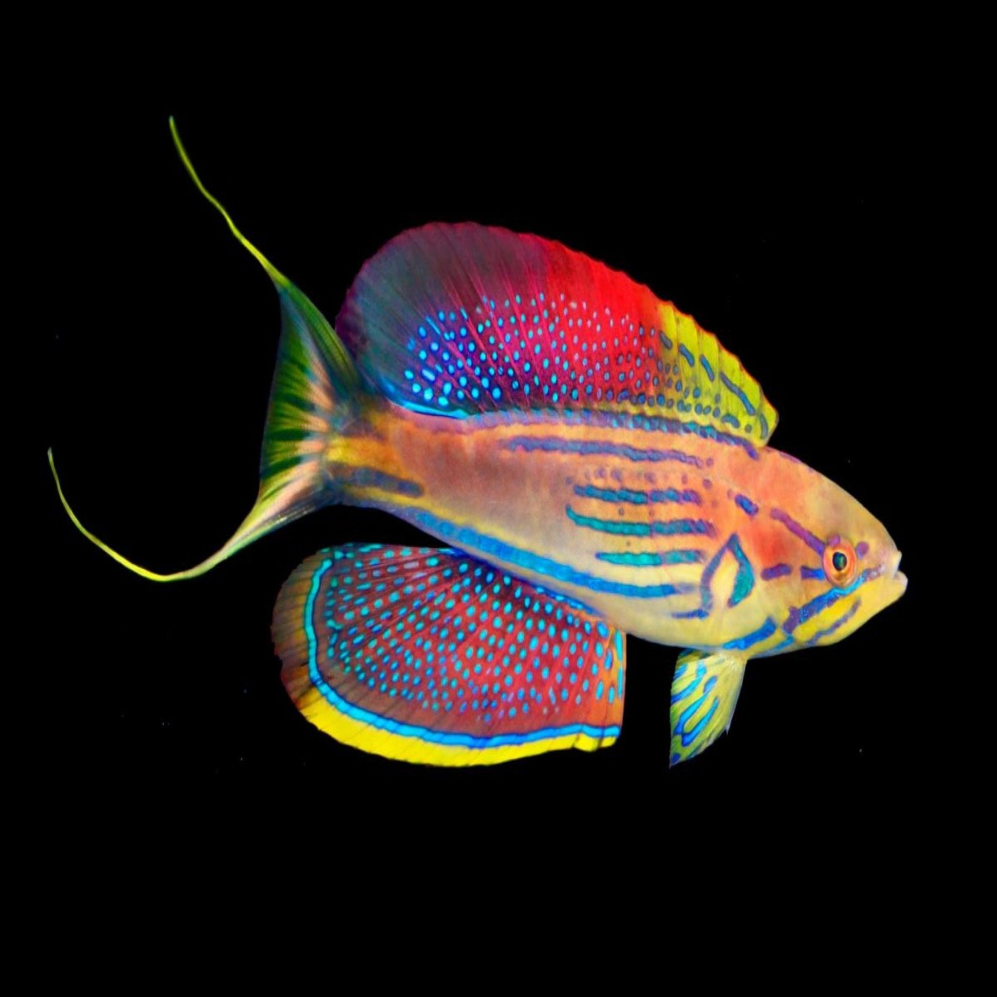 Holy Grail Wrasse (Paracheilinus hemitaeniatus)