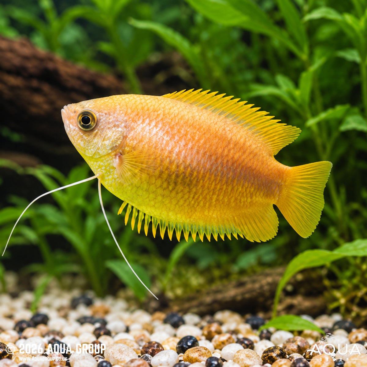 Honey Gourami - Trichogaster chuna