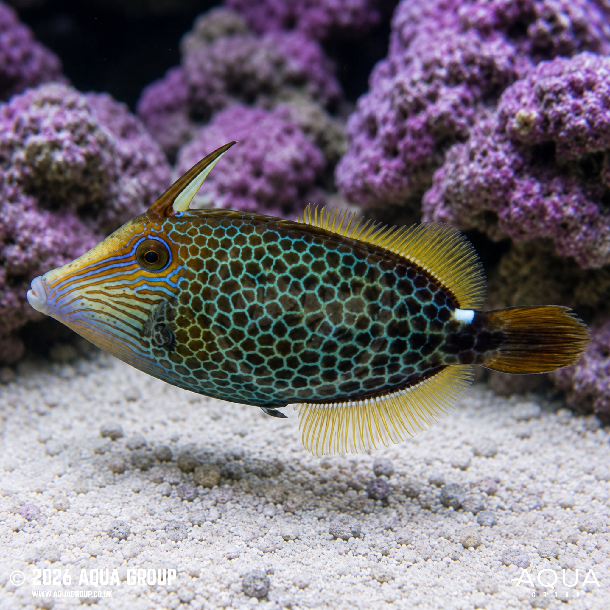 Honeycomb Filefish – Cantherhines pardalis