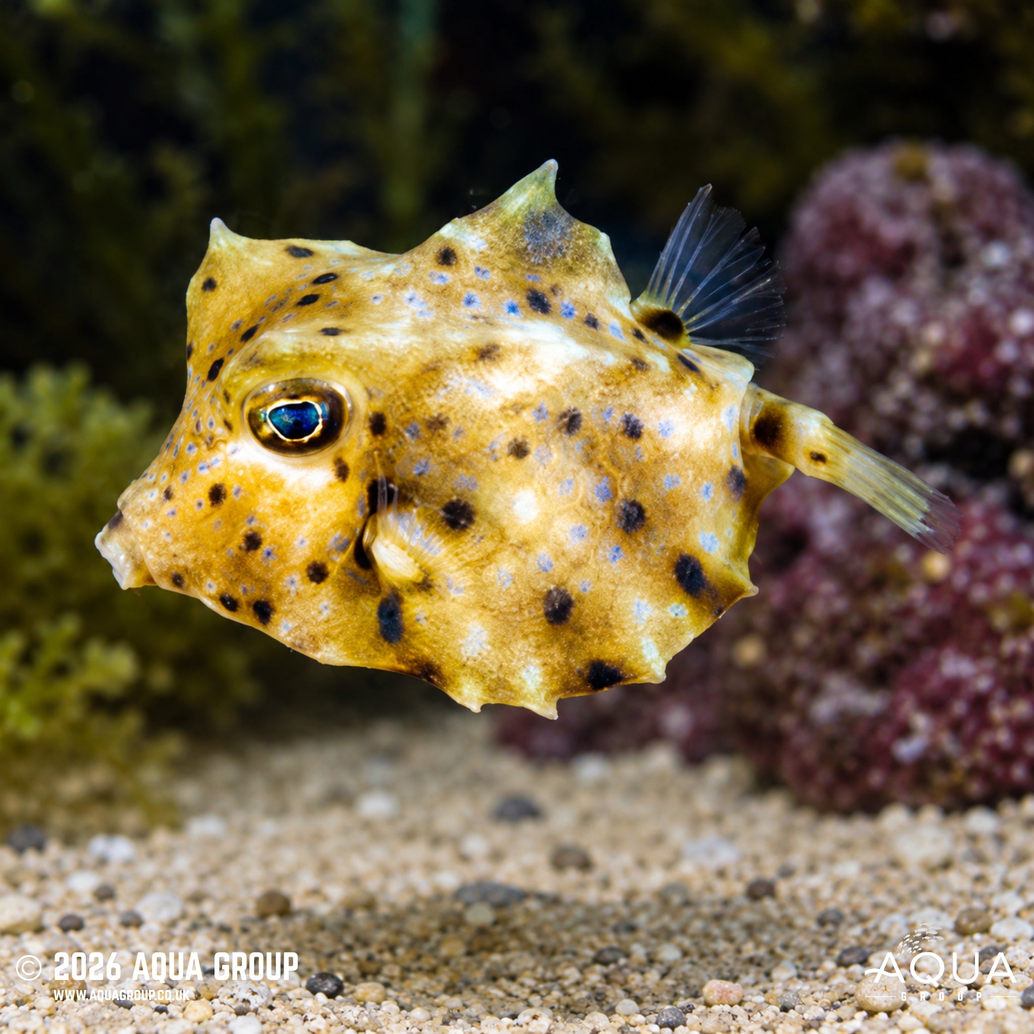 Hovercraft Boxfish - Ostracion fornasini
