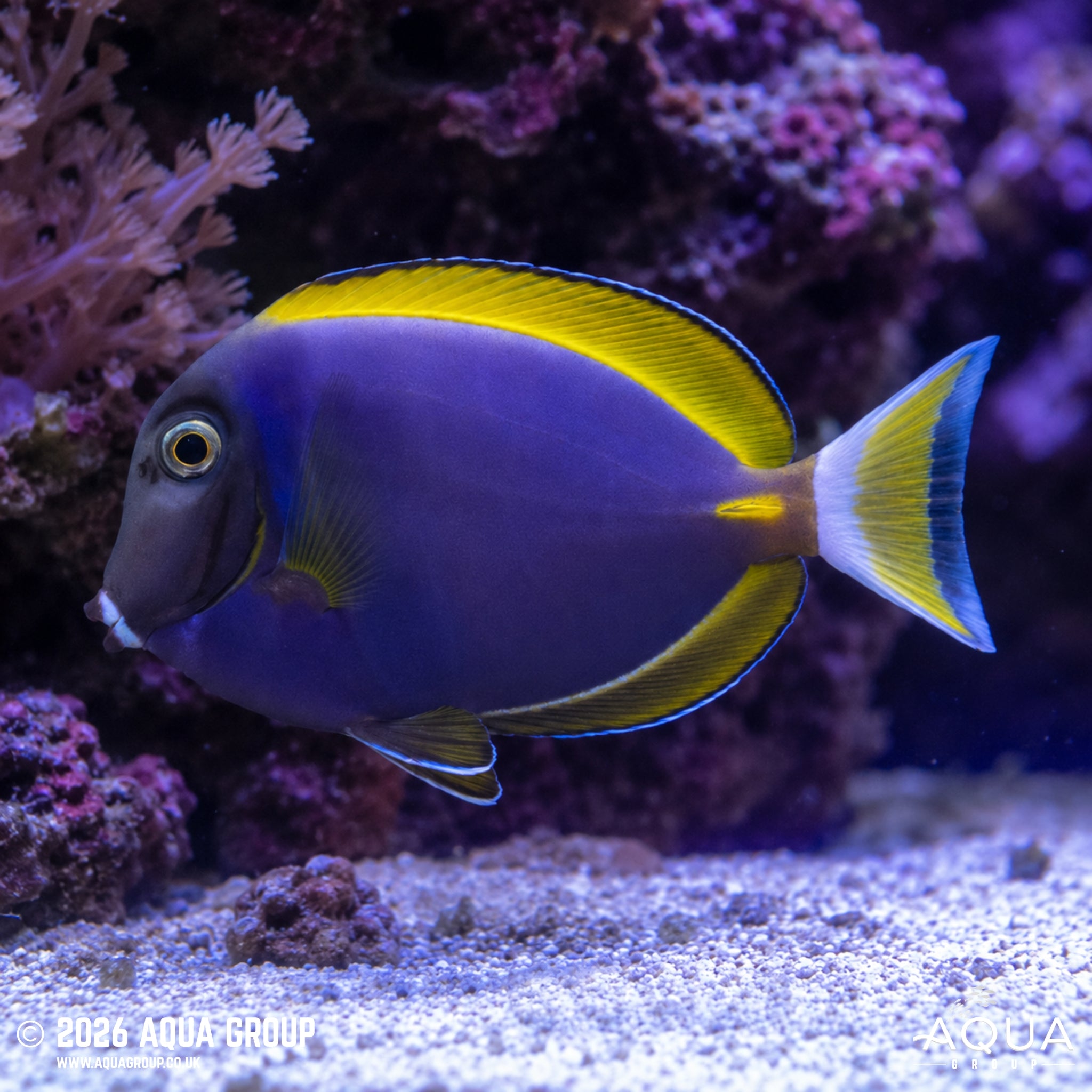 Hybrid Powder Blue Tang - Acanthurus leucosternon
