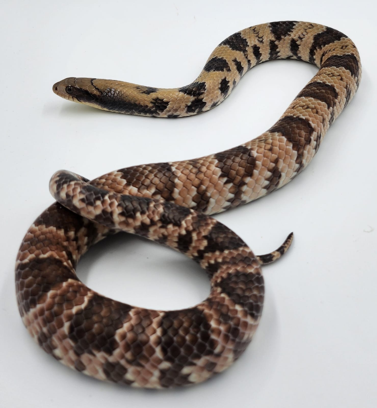 Hypo False Water Cobra- Male (Dec 2023)